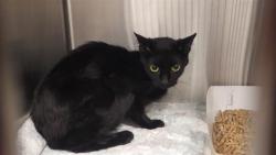 Shelter Stray Female Cat last seen Near, 2600 S Harding St, Indianapolis, IN 46221, USA