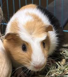 Shelter Stray Male Other last seen MARYSVILLE BLVD & GRAND AVE, 2127 Front St, Sacramento, CA 95818, USA