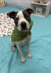 Shelter Stray Female Dog last seen Near BLOCK W CHICAGO ST, DETROIT, MI 48228, 7401 Chrysler Dr, Detroit, MI 48211, USA