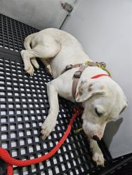 Shelter Stray Female Dog last seen TERRY RD/POWERLINE RD, 19640 Dogpatch Ln, Land O' Lakes, FL 34638, USA