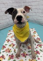 Shelter Stray Male Dog last seen Near BLOCK ROLANDALE ST, DETROIT, MI 48236, 7401 Chrysler Dr, Detroit, MI 48211, USA
