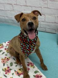 Shelter Stray Male Dog last seen Near BLOCK FINDLAY ST, DETROIT MI 48205, 7401 Chrysler Dr, Detroit, MI 48211, USA