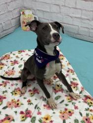 Shelter Stray Female Dog last seen Near BLOCK LINNHURST ST, DETROIT, MI 48205, 7401 Chrysler Dr, Detroit, MI 48211, USA