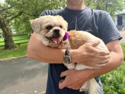 Reunited Female Dog last seen Near Roslyn Park in Sea Cliff, Sea Cliff, NY 11579