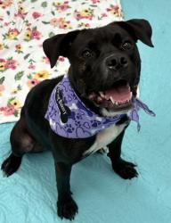 Shelter Stray Female Dog last seen Near BLOCK EVANSTON ST, DETROIT MI 48213, 7401 Chrysler Dr, Detroit, MI 48211, USA