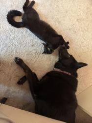 Reunited Female Cat last seen Wisteria lane, Aurora, IL 60503