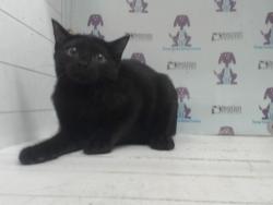 Shelter Stray Male Cat last seen , 2769 Conroy Rd, Orlando, FL 32839, USA