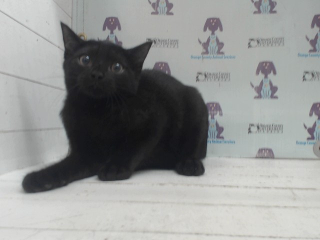 Shelter Stray Male Cat last seen , 2769 Conroy Rd, Orlando, FL 32839, USA