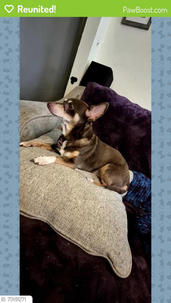 Reunited Male Dog last seen Nine mile near cts towing, Sandston, VA 23150