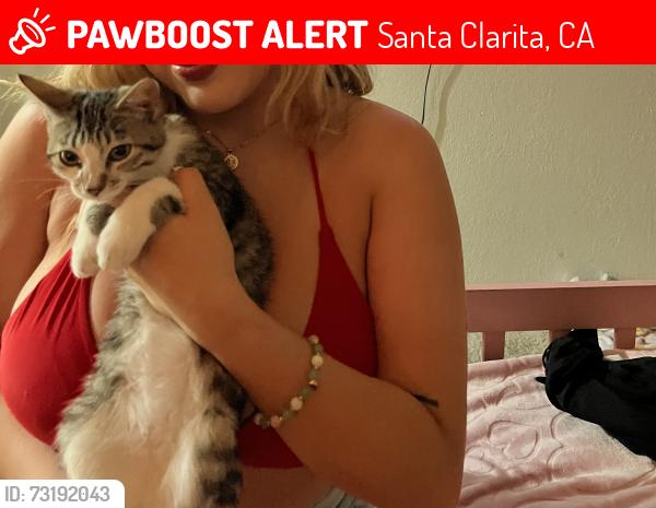 Lost Female Cat last seen Near jakes way, Santa Clarita, CA 91387