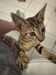 Found/Stray Unknown Cat last seen 172nd Epmore, Miami-Dade County, FL 33031