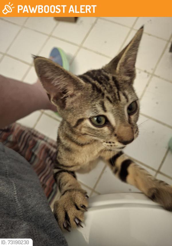 Found/Stray Unknown Cat last seen 172nd Epmore, Miami-Dade County, FL 33031