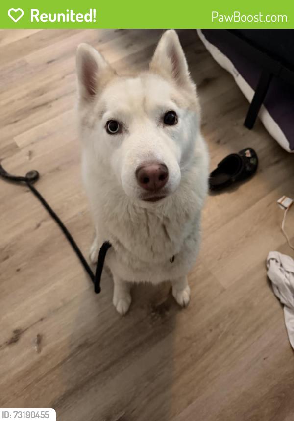 Reunited Female Dog last seen Altamont road and memorial dr, Chattanooga, TN 37415