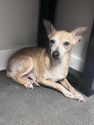 Reunited Male Dog last seen Rufe snow drive, North Richland Hills, TX 76180