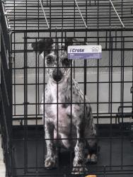 Lost Male Dog last seen By the stop signs and street behind it, Biscayne Gardens, FL 33167