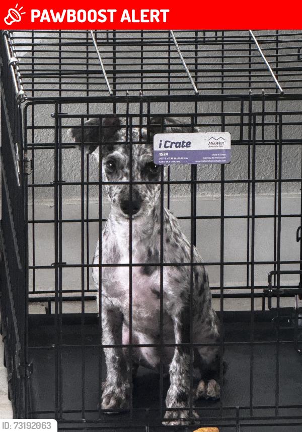 Lost Male Dog last seen By the stop signs and street behind it, Biscayne Gardens, FL 33167