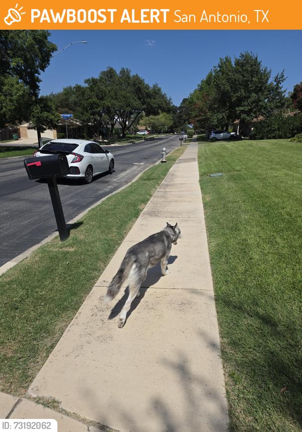 Found/Stray Female Dog last seen McCullough, San Antonio, San Antonio, TX 78216