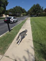 Found/Stray Female Dog last seen McCullough, San Antonio, San Antonio, TX 78216