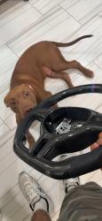 Lost Male Dog last seen Ewing st next to downtown trenton, Trenton, NJ 08609