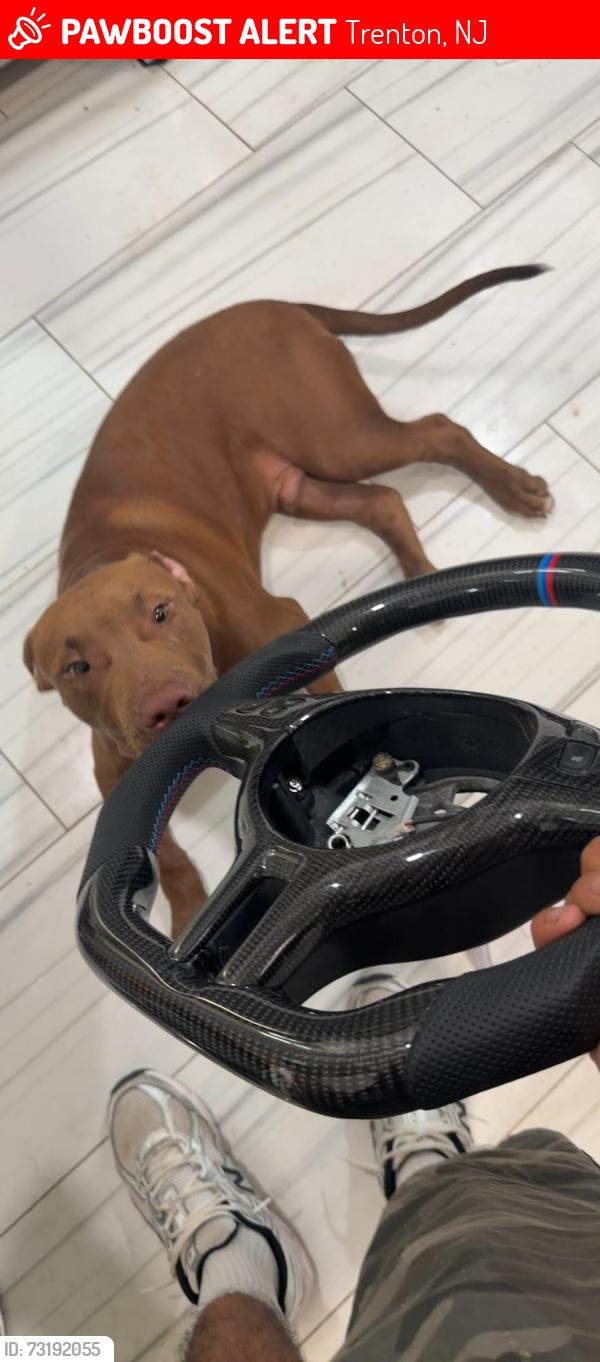 Lost Male Dog last seen Ewing st next to downtown trenton, Trenton, NJ 08609