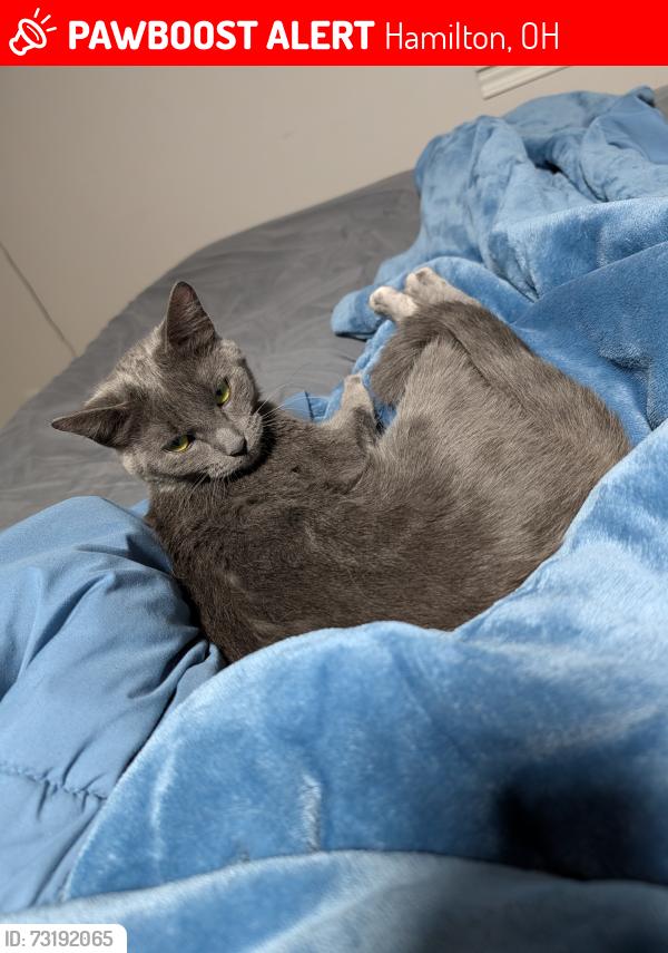 Lost Female Cat last seen Woodadale, Hamilton, OH 45011