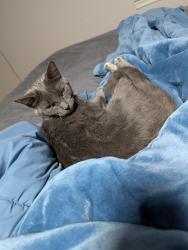 Lost Female Cat last seen Woodadale, Hamilton, OH 45011