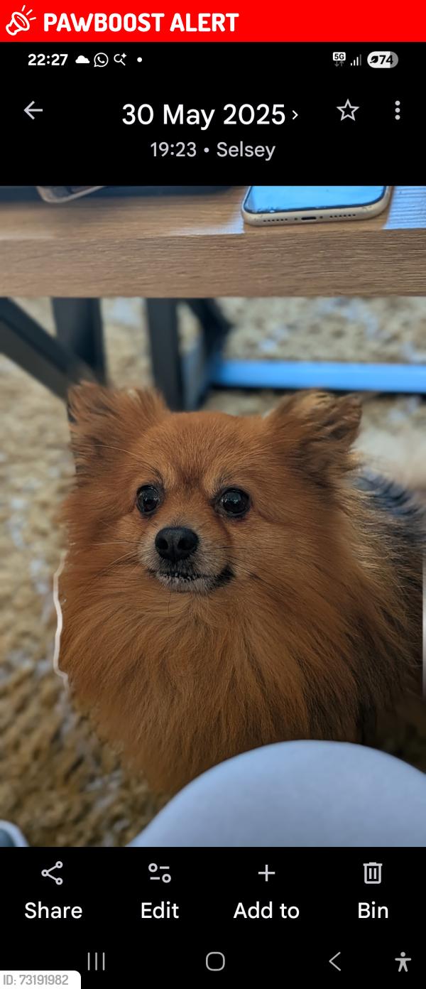 Lost Male Dog last seen est park, Greater London, England KT1 3NR