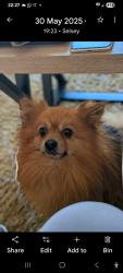 Lost Male Dog last seen est park, Greater London, England KT1 3NR