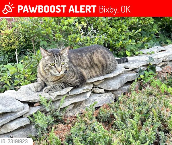 Lost Male Cat last seen 128th East Ct. and 171st St. South, Bixby, Bixby, OK 74008
