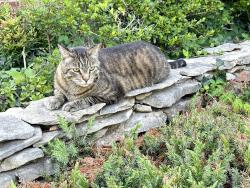 Lost Male Cat last seen 128th East Ct. and 171st St. South, Bixby, Bixby, OK 74008