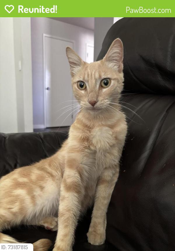 Reunited Male Cat last seen Riviera Drive, Sacramento, CA 95826