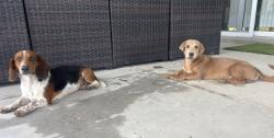 Found/Stray Male Dog last seen Girl scout, Sunland Park, NM 88063