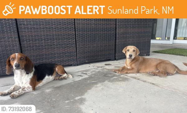 Found/Stray Male Dog last seen Girl scout, Sunland Park, NM 88063