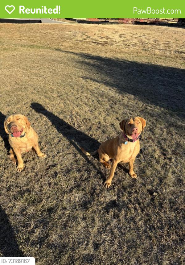 Reunited Unknown Dog last seen Gabriel’s Horn and Ronald Regan, Leander, TX 78641