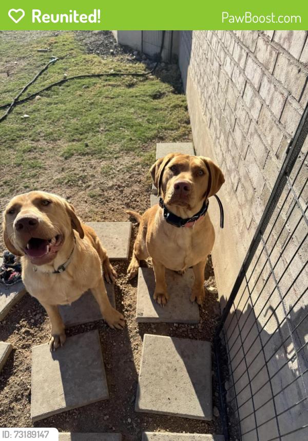Reunited Male Dog last seen Gabriel’s horn and Ronald Regan, Leander, TX 78641