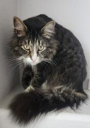 Reunited Male Cat last seen Blue Oaks Blvd and New Meadow drive area, Roseville, CA 95747