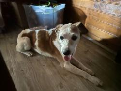 Reunited Male Dog last seen Kite Road, Rogersville TN, Hawkins County, TN 37857