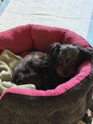 Found/Stray Female Dog last seen Griffing Blvd, Biscayne Park, FL 33161