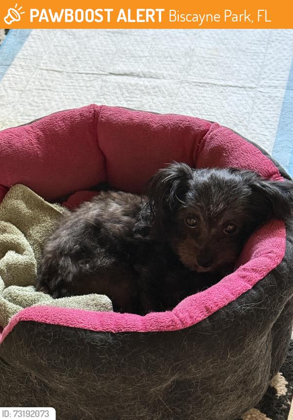 Found/Stray Female Dog last seen Griffing Blvd, Biscayne Park, FL 33161