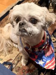 Lost Male Dog last seen Creature comforts, Inman, SC 29349