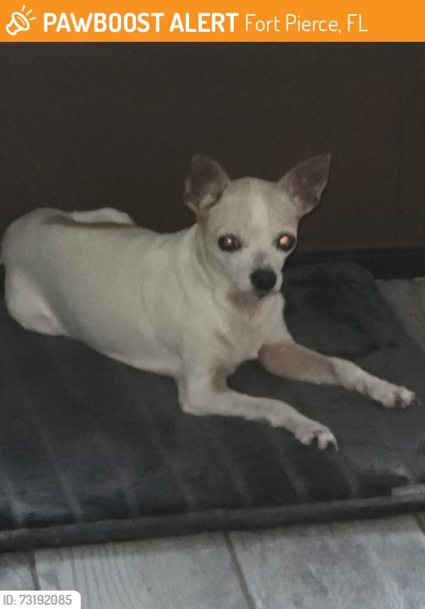 Found/Stray Female Dog last seen DMV, Fort Pierce, FL 34982