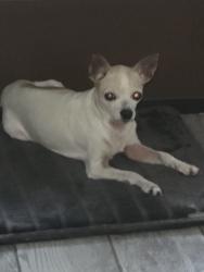 Found/Stray Female Dog last seen DMV, Fort Pierce, FL 34982