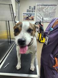 Shelter Stray Female Dog last seen Baker Hospital Boulevard and Azalea Drive, North Charleston, SC, 2455 Remount Rd, North Charleston, SC 29406, USA