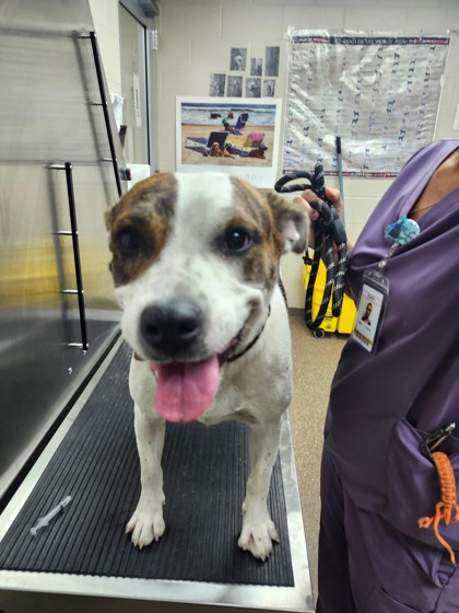 Shelter Stray Female Dog last seen Baker Hospital Boulevard and Azalea Drive, North Charleston, SC, 2455 Remount Rd, North Charleston, SC 29406, USA
