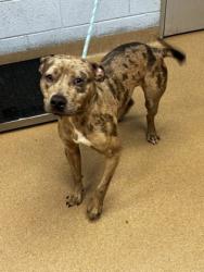 Shelter Stray Male Dog last seen , , GA, 3280 Chamblee Dunwoody Rd, Chamblee, GA 30341, USA