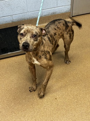 Shelter Stray Male Dog last seen , , GA, 3280 Chamblee Dunwoody Rd, Chamblee, GA 30341, USA