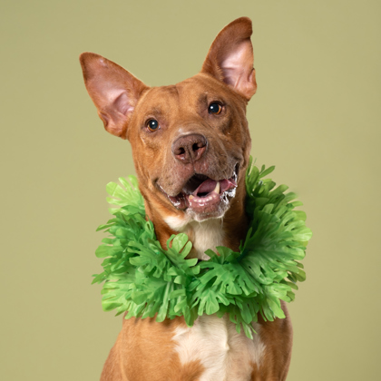 Shelter Stray Male Dog last seen Near Carlton cir, Palmetto, GA, 1251 Fulton Industrial Blvd NW, Atlanta, GA 30336, USA
