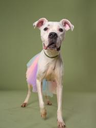 Shelter Stray Female Dog last seen Near baker road nw, Atlanta, GA, 1251 Fulton Industrial Blvd NW, Atlanta, GA 30336, USA