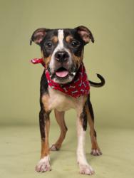 Shelter Stray Male Dog last seen Near old national hwy, South Fulton, GA, 1251 Fulton Industrial Blvd NW, Atlanta, GA 30336, USA