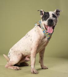 Shelter Stray Male Dog last seen Near dollar mill rd, Atlanta, GA, 1251 Fulton Industrial Blvd NW, Atlanta, GA 30336, USA